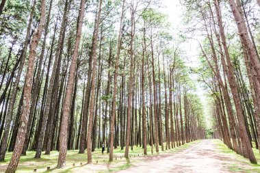 Tayland 'daki Boa Keaw Silvikültürel Araştırma İstasyonu' ndaki Çam Tarlalarının manzarası.