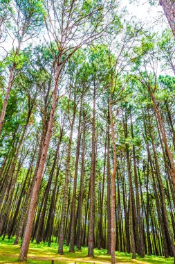 Tayland 'daki Boa Keaw Silvikültürel Araştırma İstasyonu' ndaki Çam Tarlalarının manzarası.