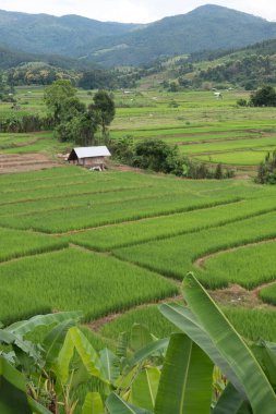 Tayland 'da pirinç tarlaları.