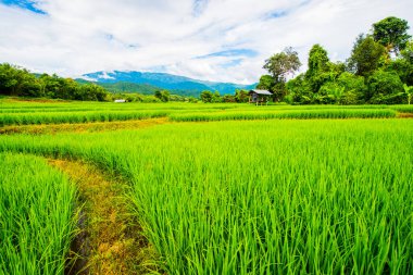 Tayland 'da pirinç tarlaları.