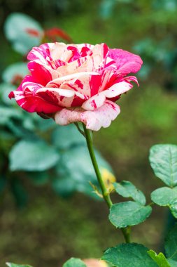 Soutine Rose veya Red and White Rose in Garden, Tayland.