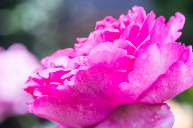 Yves Piaget Rose veya Pembe Gül Bahçede, Tayland.