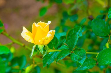 Bhubing 4 Gül veya Sarı ve Pembe Gül Bahçede, Tayland.