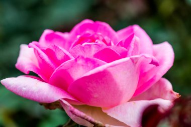 Beverly Rose veya Pembe Gül Bahçede, Tayland.