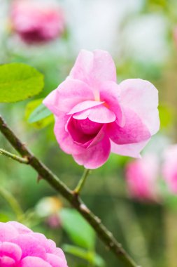 Gertrude Jekyll Rose veya Pembe Gül Bahçede, Tayland.