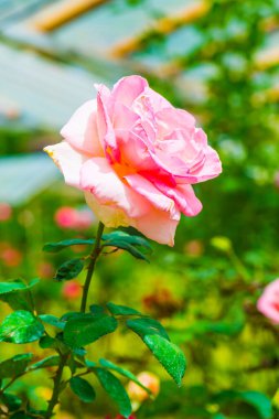 Grand Siecle Gülü veya Pembe Gül Bahçede, Tayland.