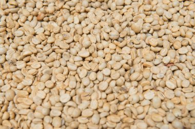 Taze Kahve Fasulyesi, Tayland.