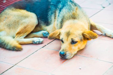 Tayland sosisi seramik zeminde, Tayland.
