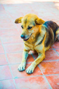 Tayland sosisi seramik zeminde, Tayland.