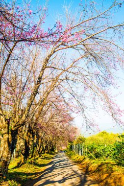 Chiangmai Eyaleti, Tayland 'daki Kiraz Çiçeği Parkı
