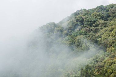 Tayland 'da Ulusal Park' ta sisli bir orman