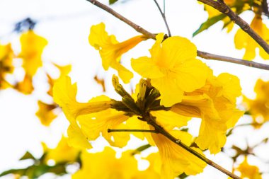 Cüce Altın Trompet çiçek Tayland, Tayland
