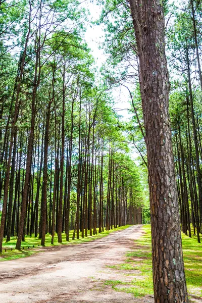Tayland 'daki Boa Keaw Silvikültürel Araştırma İstasyonu' ndaki Çam Tarlalarının manzarası.