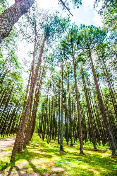 Tayland 'daki Boa Keaw Silvikültürel Araştırma İstasyonu' ndaki Çam Tarlalarının manzarası.