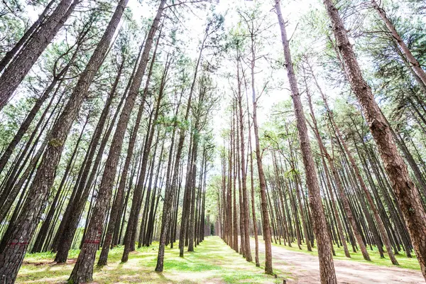 Tayland 'daki Boa Keaw Silvikültürel Araştırma İstasyonu' ndaki Çam Tarlalarının manzarası.