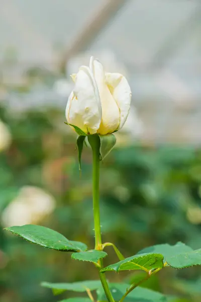White Christmas Rose or White Rose in Garden, Thailand.