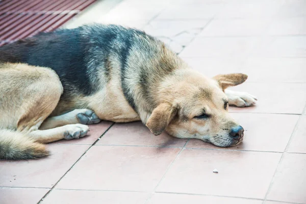 Tayland sosisi seramik zeminde, Tayland.