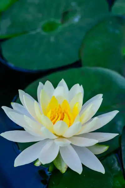 Yellow Lotus Flower in The Pond, Thailand.