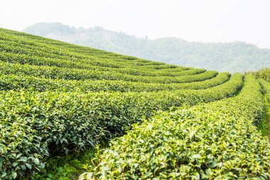 Tayland, Tayland 'da çay çiftliği