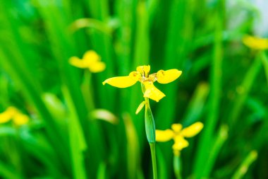 Küçük sarı çiçek, Tayland
