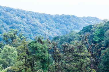 Doi Inthanon Ulusal Parkı, Tayland Ormanı