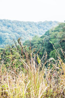 Doi Inthanon Ulusal Parkı 'ndaki küçük fabrika, Tayland