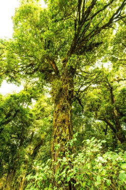 Doi Inthanon Ulusal Parkı, Tayland 'da Büyük Ağaç