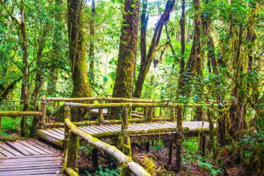 Doi Inthanon Ulusal Parkı 'nda Doi Trail, Tayland