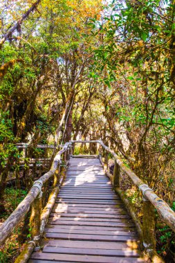 Doi Inthanon Ulusal Parkı 'nda Doi Trail, Tayland
