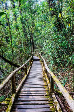 Doi Inthanon Ulusal Parkı 'nda Doi Trail, Tayland
