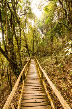 Doi Inthanon Ulusal Parkı 'nda Doi Trail, Tayland