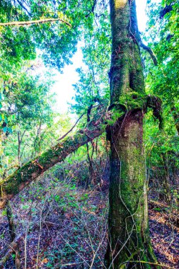 Doi Inthanon Ulusal Parkı, Tayland 'da orman bolluğu
