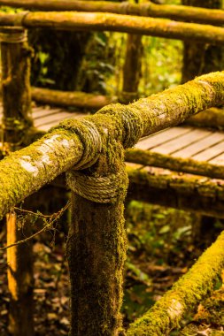 Doi Inthanon Ulusal Parkı 'nda Doi Trail, Tayland