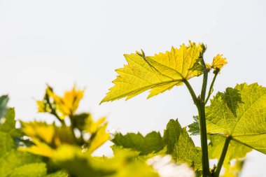 Tayland 'da üzüm yaprakları