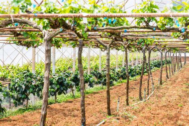 Tayland 'da üzüm ağaçları