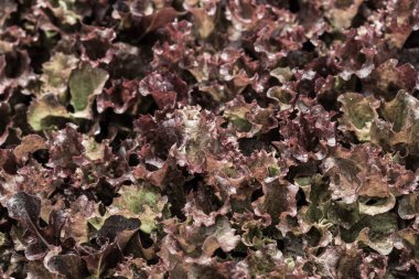 Çocuk yuvalarında sebze fideleri, Tayland