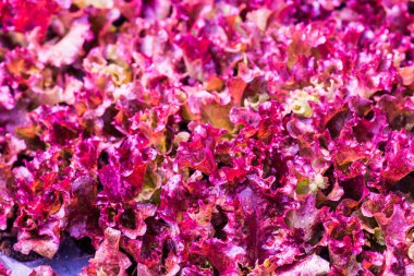 Çocuk yuvalarında sebze fideleri, Tayland