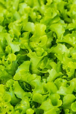 Çocuk yuvalarında sebze fideleri, Tayland