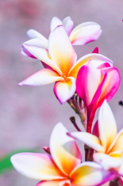 Frangipani çiçeklerini kapat, Tayland