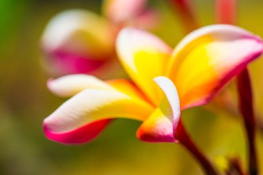 Frangipani çiçeklerini kapat, Tayland