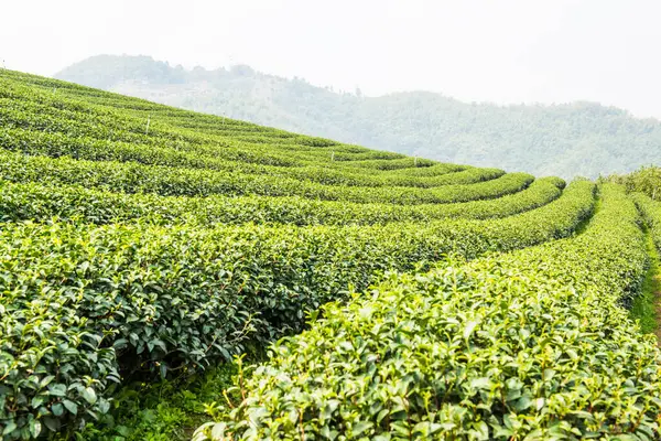 Tayland, Tayland 'da çay çiftliği