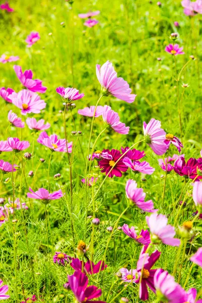 Kozmos tarlası çiçeği, Tayland