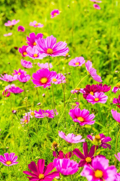 Kozmos tarlası çiçeği, Tayland