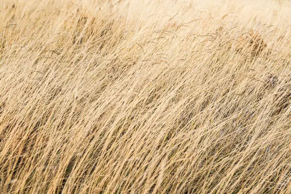 Tayland 'da, dağda kuru çimenler