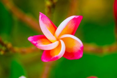 Frangipani çiçeklerini kapat, Tayland