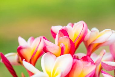 Frangipani çiçeklerini kapat, Tayland