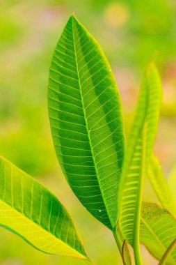 Ağaçta Frangipani yaprağı, Tayland