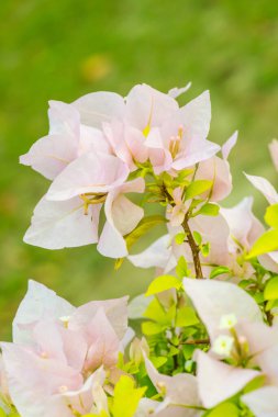 Tayland 'daki Pembe Begonvil Çiçekleri' ni kapatın.