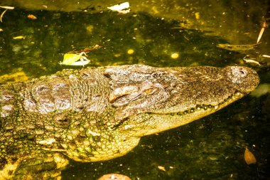 Tatlı su timsahı veya siyam timsahı, Tayland