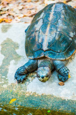 Turuncu Kafalı Tapınak Terrapin veya Dev Asya Gölet Kaplumbağası, Tayland
